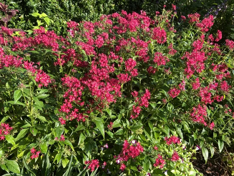 Pentas lanceolata (Graffiti® 20/20 Lazer Lipstick) flowering habit