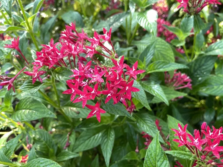 Pentas lanceolata (Graffiti® 20/20 Lazer Lipstick) flowers