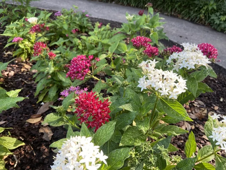 Pentas lanceolata (Graffiti® 20/20 Mix) flowering habit