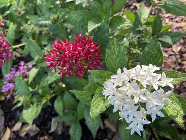 Pentas lanceolata (Graffiti® 20/20 Mix) flowers