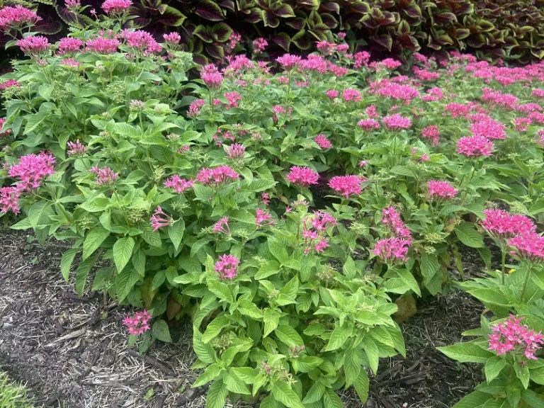 Pentas lanceolata (Graffiti® 20/20 True Pink) flowering habit