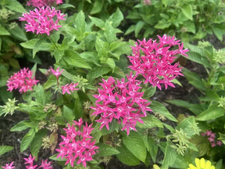 Pentas lanceolata (Graffiti® 20/20 True Pink) flowers