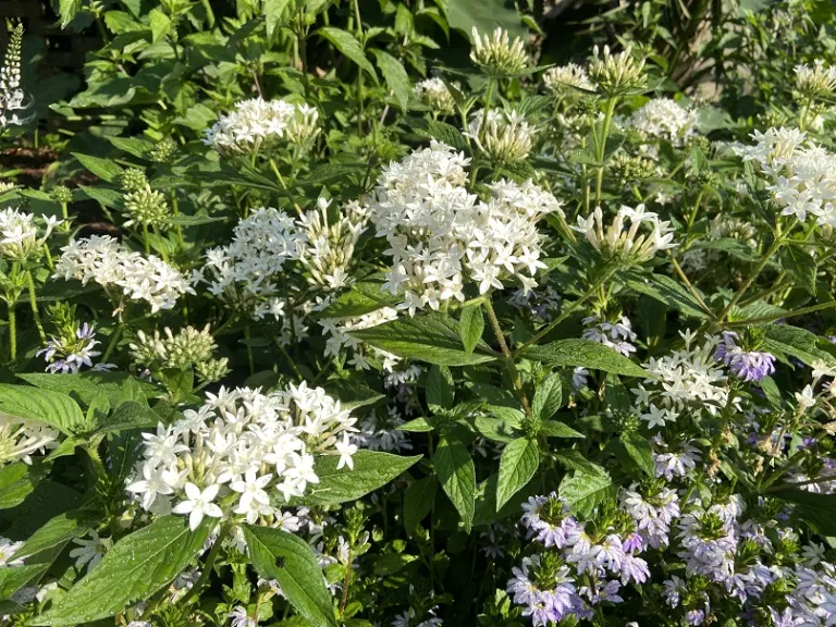 Pentas lanceolata (Graffiti® 20/20 White) flowering