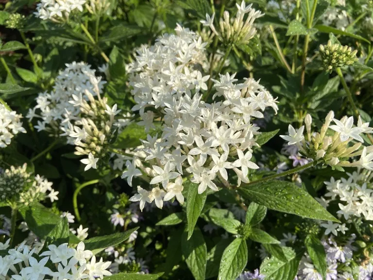 Pentas lanceolata (Graffiti® 20/20 White) flowers