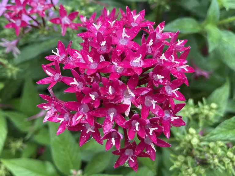 Pentas lanceolata (Lucky Star® Mixture) flower