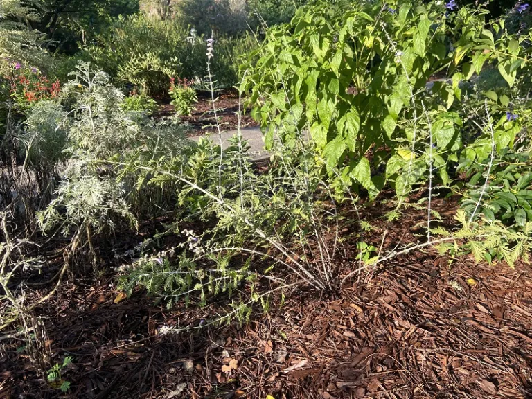 Perovskia atriplicifolia flowering habit