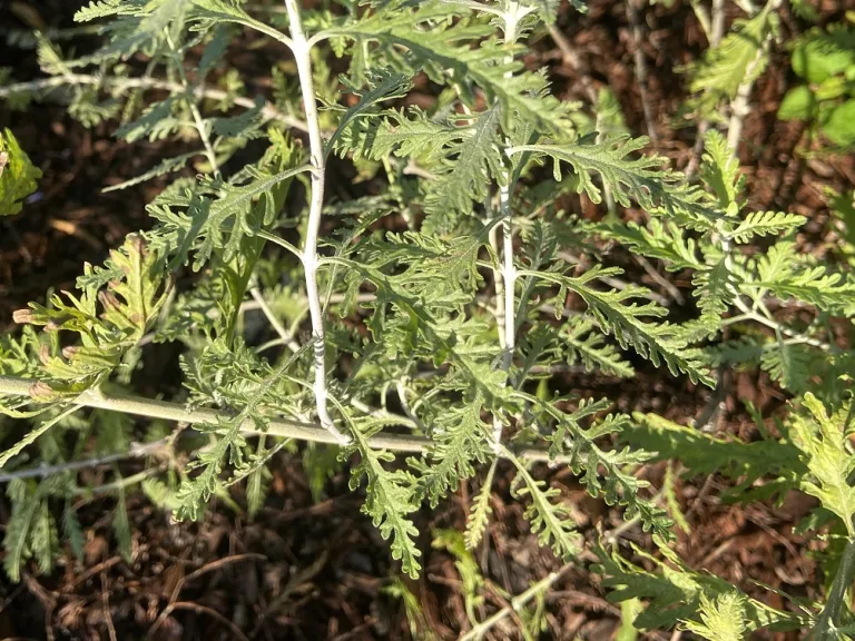 Perovskia atriplicifolia foliage