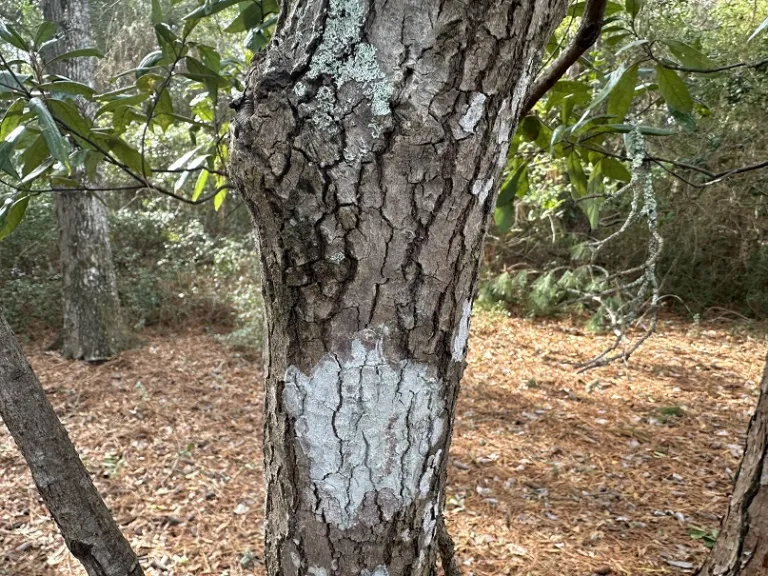 Persea palustris bark