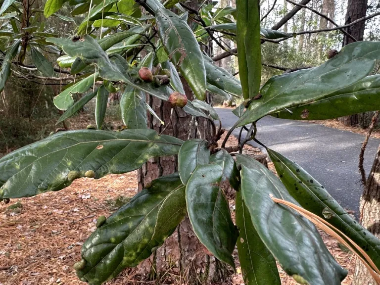 Persea palustris foliage with leaf galls