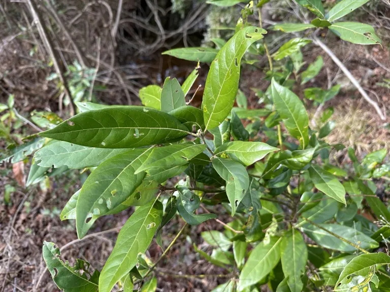Persea palustris foliage