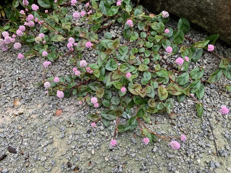 Persicaria capitata flowering habit