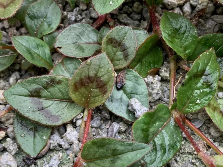 Persicaria capitata leaves