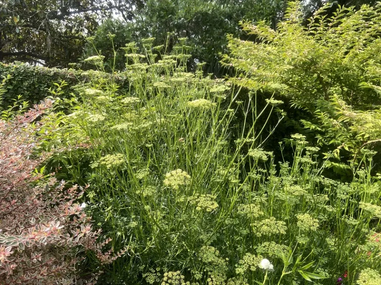 Petroselinum crispum 'Triple Curled' flowering habit