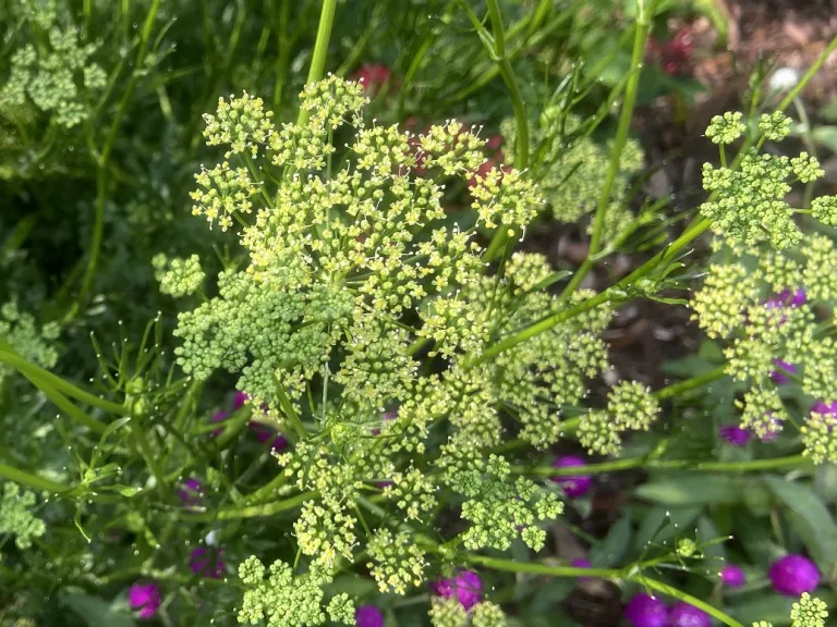 Petroselinum crispum 'Triple Curled' flowers