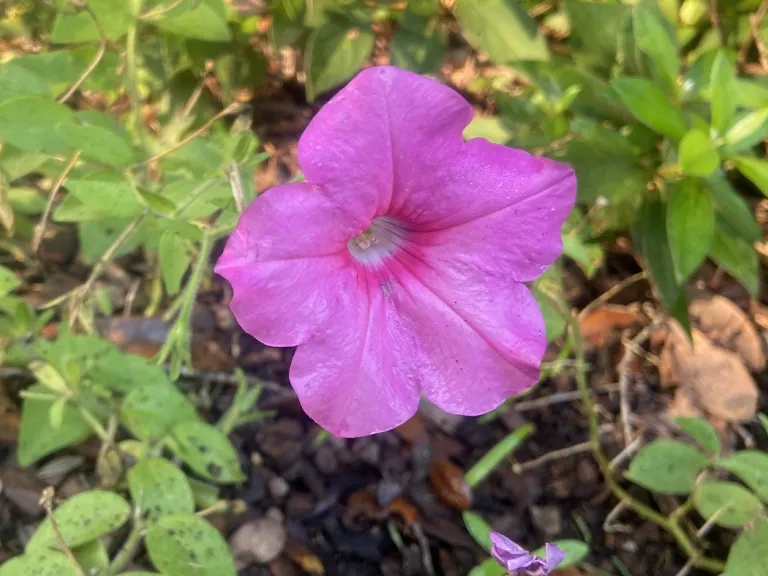 Petunia × hybrida 'PAS882697' (Easy Wave® Pink Passion) flower