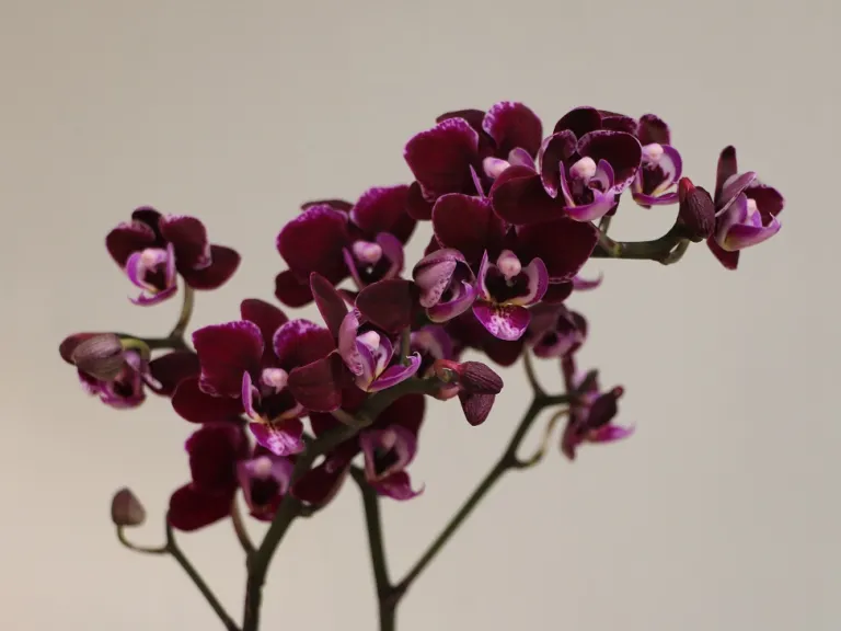 Phalaenopsis Lianher Cranberry 'Cha Cha' flower