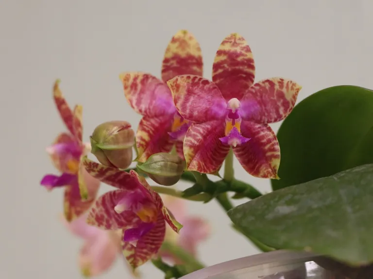 Phalaenopsis Lyndon Mix Zebra '811' flowers