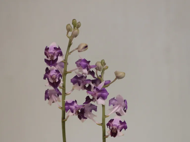 Phalaenopsis Memoria Val Rettig flowers