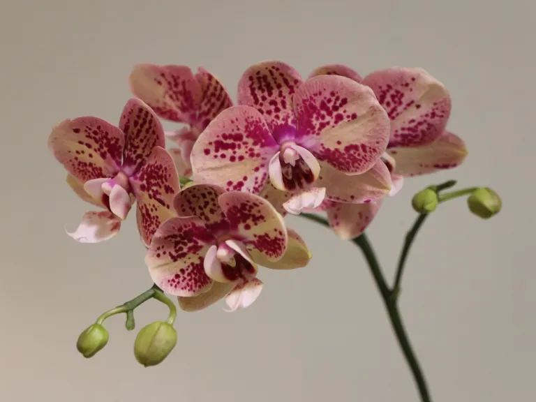 Phalaenopsis OX Bravo 'OX3032' flower