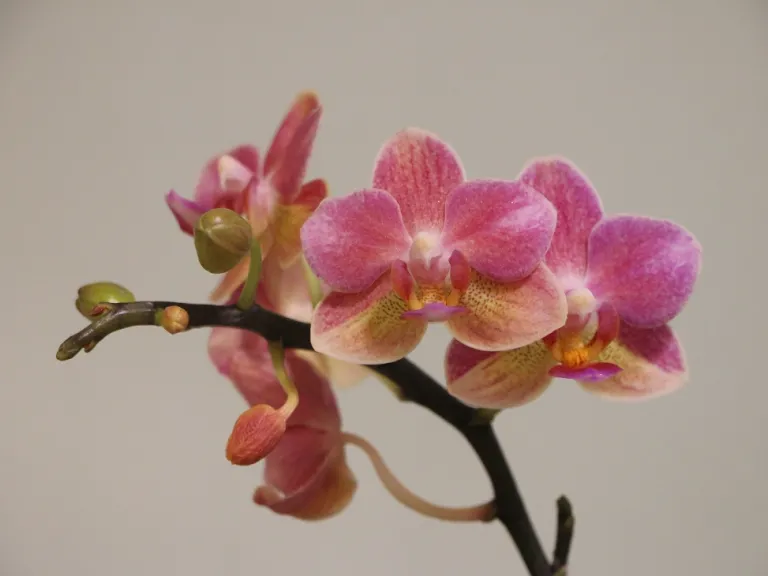 Phalaenopsis Younghome Fragrance Lover flower