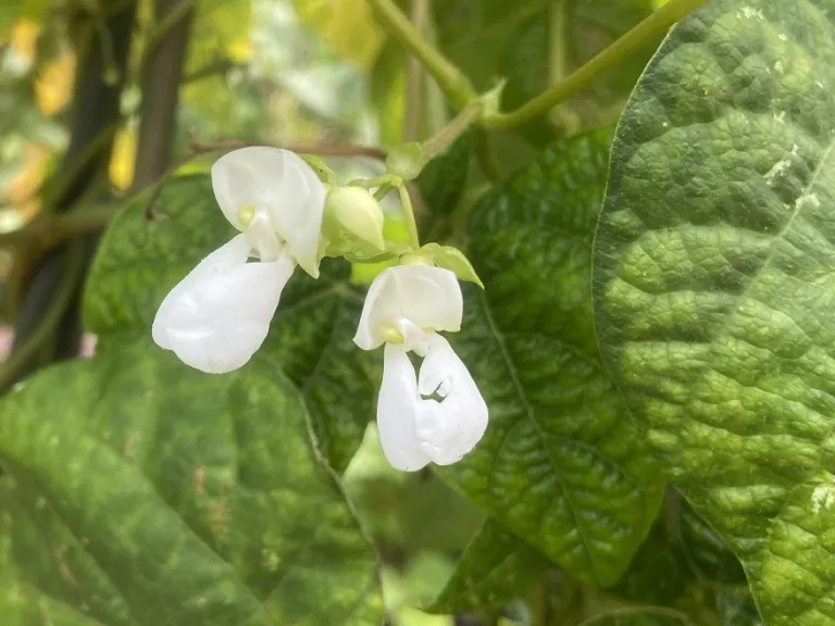 Phaseolus vulgaris 'Kentucky Wonder' flowers