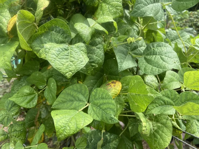 Phaseolus vulgaris 'Kentucky Wonder' foliage