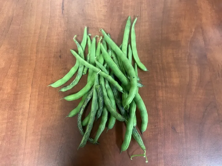 Phaseolus vulgaris 'Selma Zesta' (Zelma Zesta) fruit