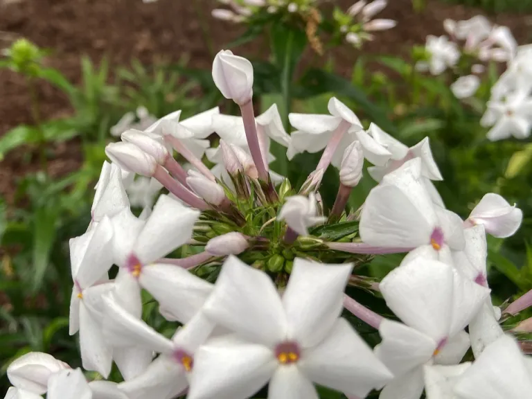 Phlox 'Minnie Pearl' flower buds