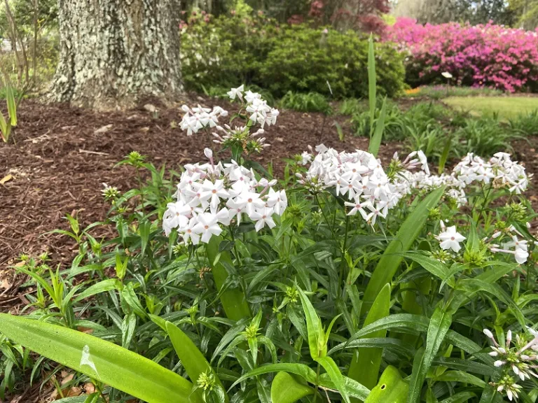 Phlox 'Minnie Pearl' flowering habit