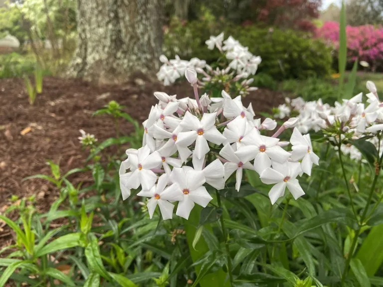 Phlox 'Minnie Pearl' flowers