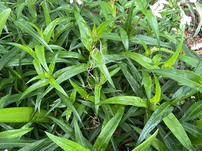 Phlox 'Minnie Pearl' foliage