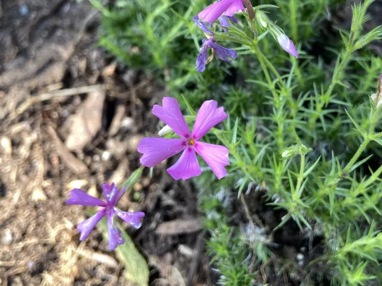 Phlox bifida flower