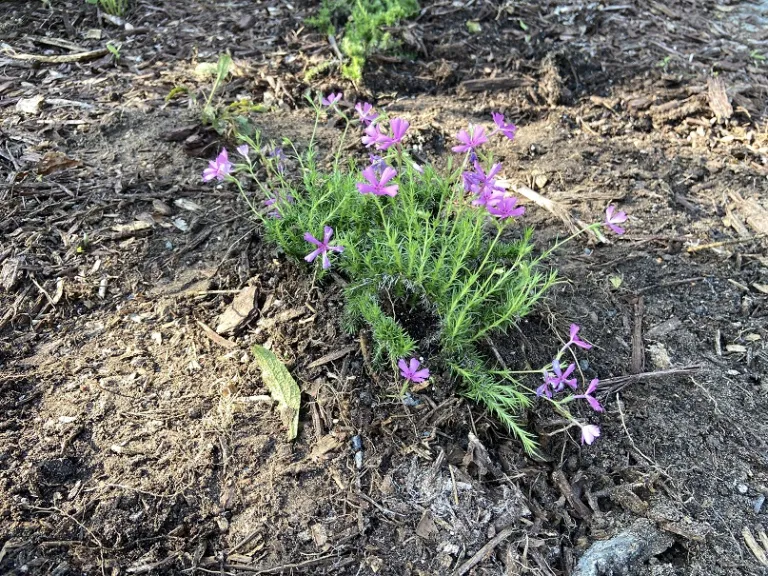 Phlox bifida flowering habit