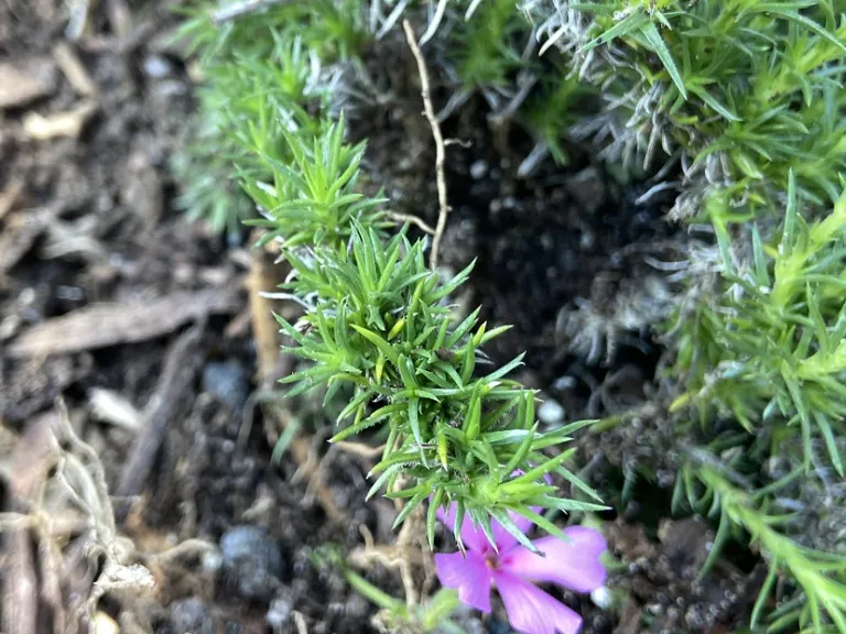 Phlox bifida foliage