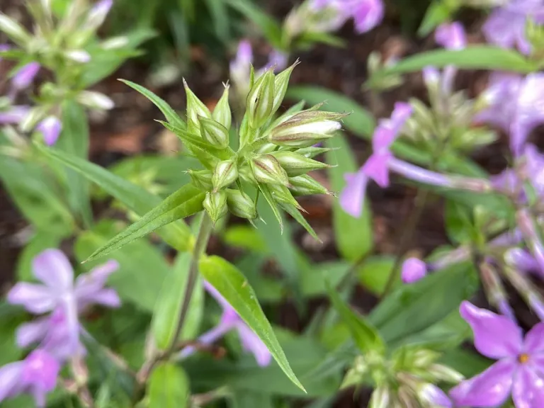 Phlox carolina 'Kim' flower buds