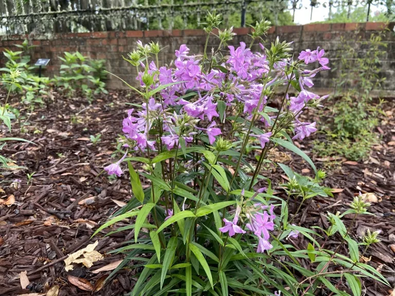 Phlox carolina 'Kim' flowering habit