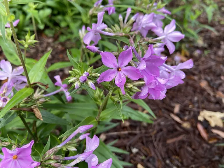 Phlox carolina 'Kim' flowers