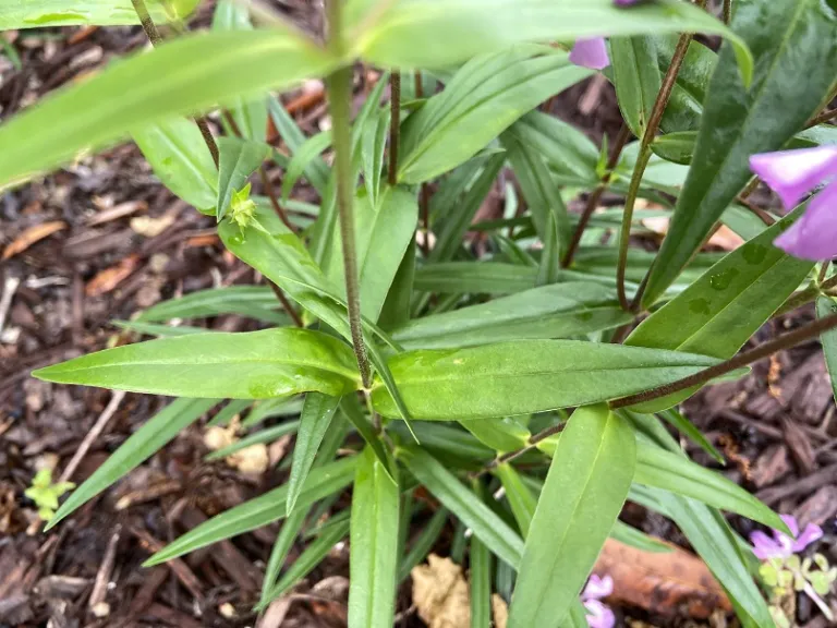 Phlox carolina 'Kim' foliage