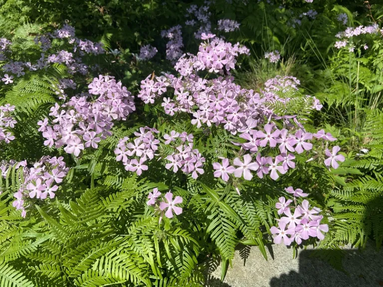Phlox divaricata 'Opelousas' flowering habit