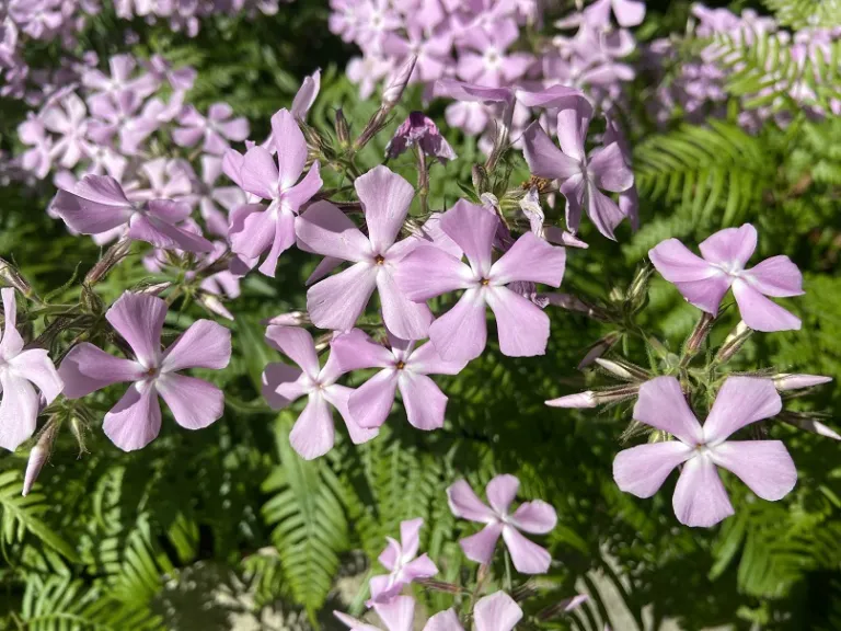 Phlox divaricata 'Opelousas' flower