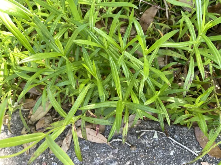 Phlox divaricata 'Opelousas' foliage