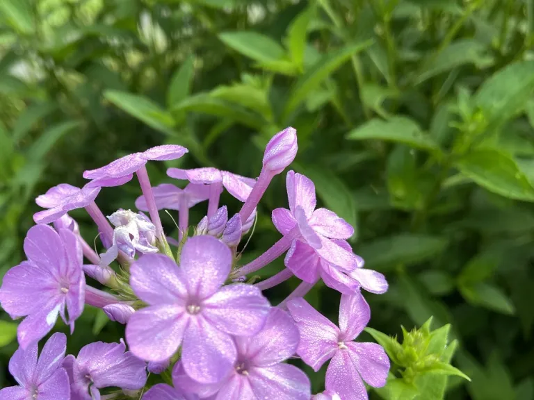 Phlox paniculata 'David's Lavender' flower bud