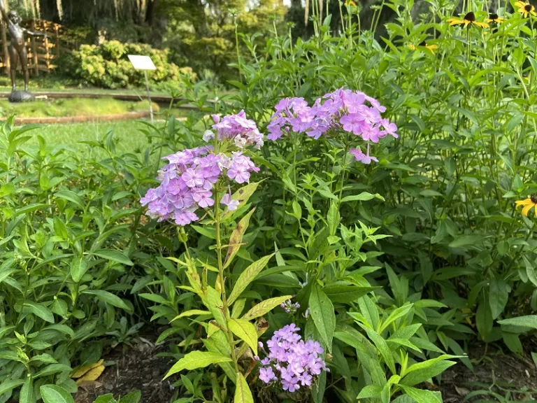 Phlox paniculata 'David's Lavender' flowering habit