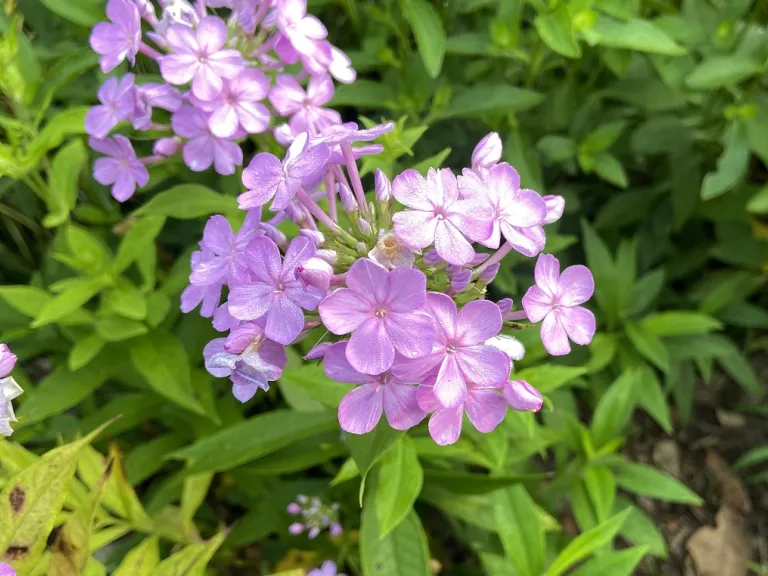 Phlox paniculata 'David's Lavender' flowers