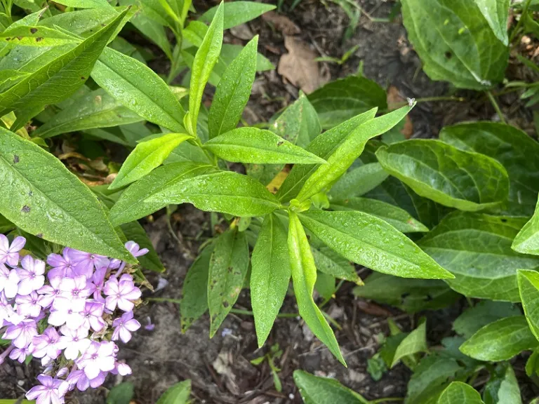 Phlox paniculata 'David's Lavender' foliage