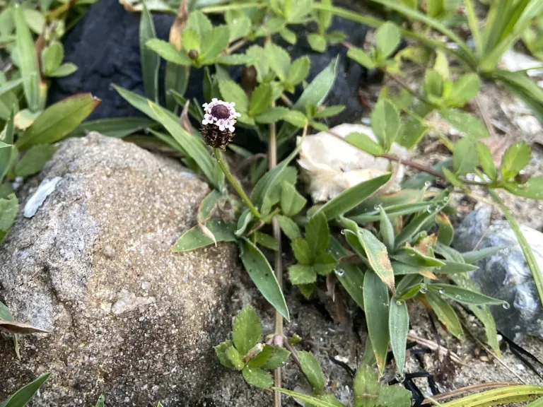 Phyla nodiflora flowering habit