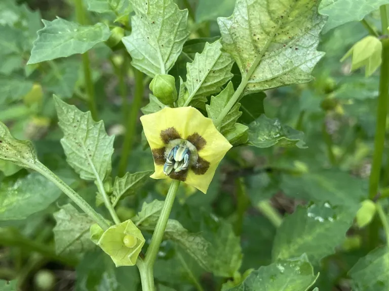 Physalis philadelphica 'Toma Verde' flower
