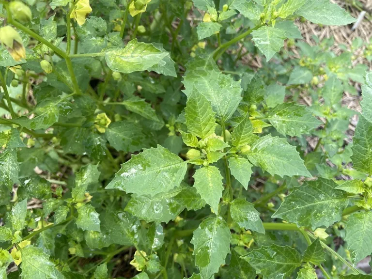 Physalis philadelphica 'Toma Verde' foliage