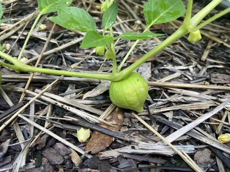 Physalis philadelphica 'Toma Verde' fruit