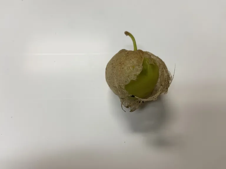 Physalis philadelphica 'Toma Verde' fruit